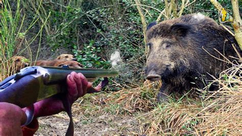 video caccia al cinghiale|Video di Caccia al Cinghiale con il Calibro 9,3x62.